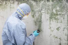 Best Black Mold Removal  in East Peoria, IL